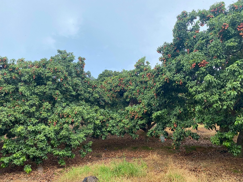 ���縣����mg����ͻ����֯ժ��֦�